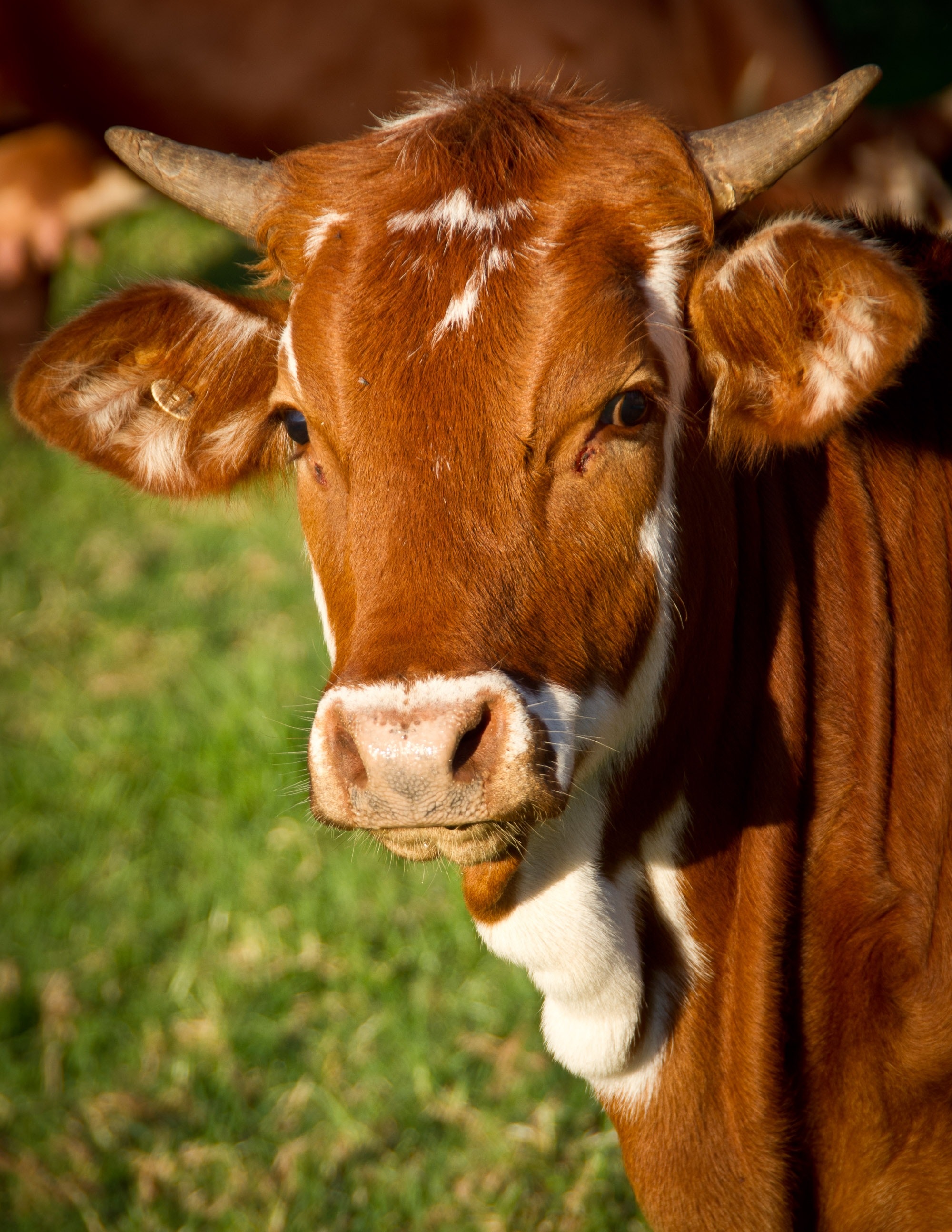 El manejo adecuado del ganado adulto es esencial para garantizar un ciclo de vida saludable y productivo en las vacas. El ciclo de vida de una vaca comprende diferentes etapas, desde el nacimiento hasta la muerte, y cada una de ellas requiere cuidados espec&iacute;ficos para garantizar su bienestar y maximizar su rendimiento.